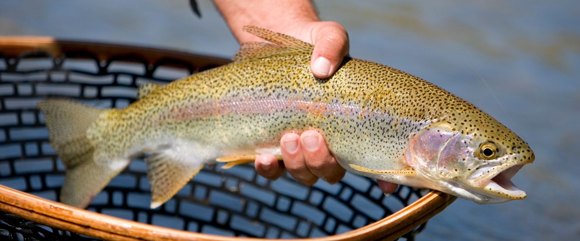 Fly fishing on a mountain river in southwest Colorado