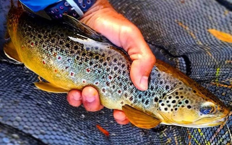 Fly Shop